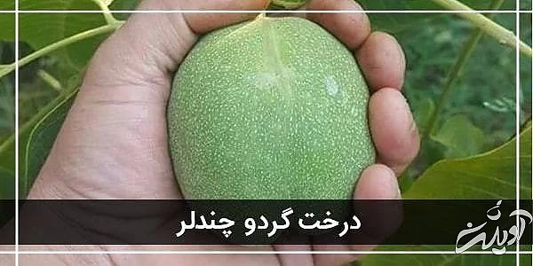 درخت گردو نهال گردو چندلر